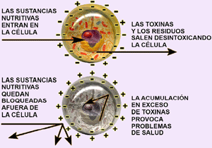 Celulas